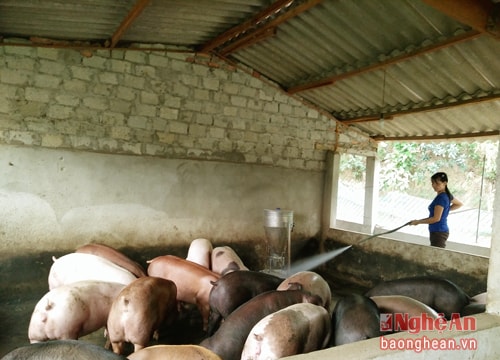 Những mô hình lợn nái, lợn thịt lãi 100 triệu đồng/năm ở Thạch Sơn