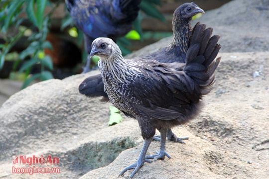 Gà xương đen quý hiếm ở miền Tây xứ Nghệ