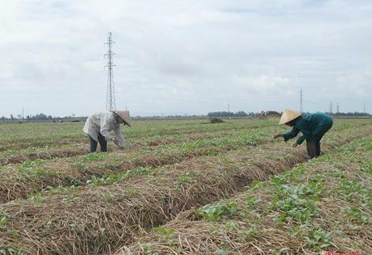 Trồng rau xen hành tăm, thu nhập 3,5 triệu/sào