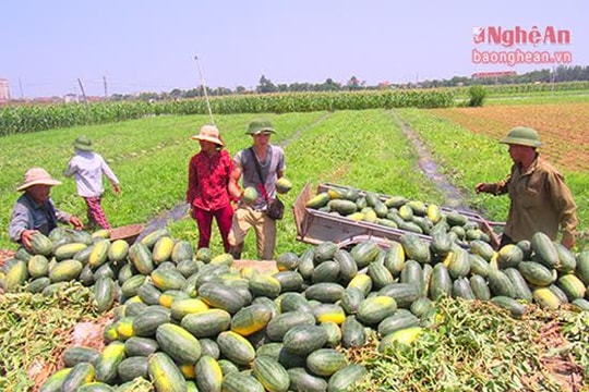 Nông dân Diễn Châu thu hoạch dưa hấu cuối vụ