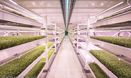 Hầm trú bom biến thành trang trại rau sạch