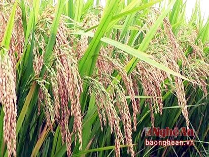 Năng suất lúa hè thu chạy lụt đạt 70 tạ/ha