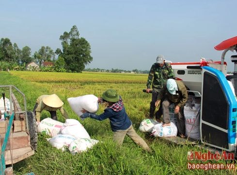 Đẩy nhanh tiến độ thu hoạch lúa hè thu chạy lụt