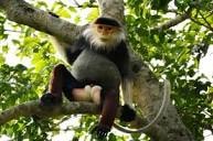 Khởi tố 3 người giết 9 con voọc chà vá chân đen