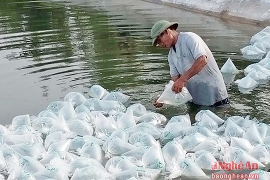 Diễn Châu hoàn thành thả 91 ha tôm vụ 2