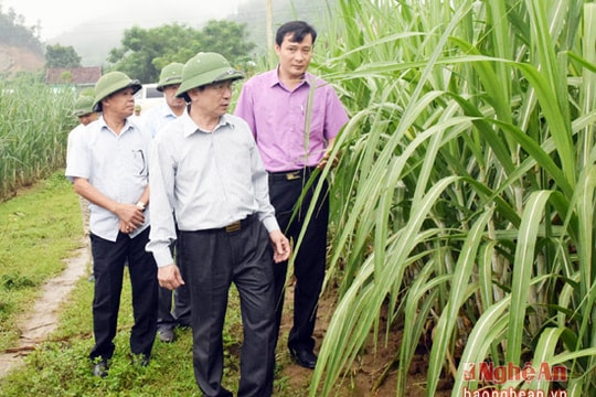 Tân Kỳ: Nâng năng suất mía lên 120 tấn/ha