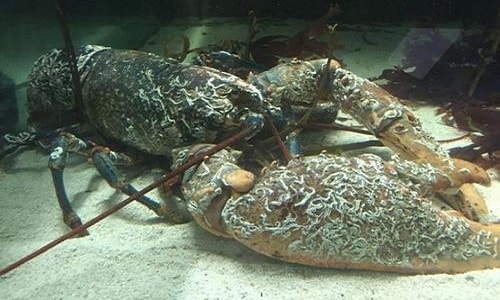 Bắt được tôm hùm khổng lồ