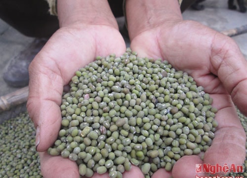 Đậu xanh Làng Sen được mùa được giá