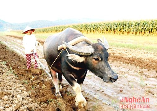 Đồng hành cùng nông dân trong sản xuất vụ Đông