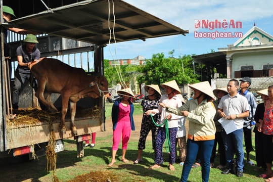 Bàn giao bò giống cho 21 hộ nghèo xã Quỳnh Thọ