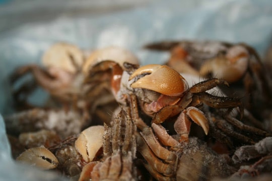 Về tin đồn tử vong do ăn hải sản: Nạn nhân bị rạm đâm dẫn đến nhiễm trùng máu