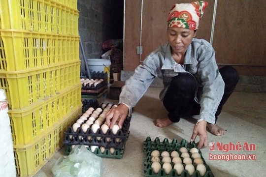 Nuôi gà nền đệm lót sinh học thu nhập 500 triệu/năm