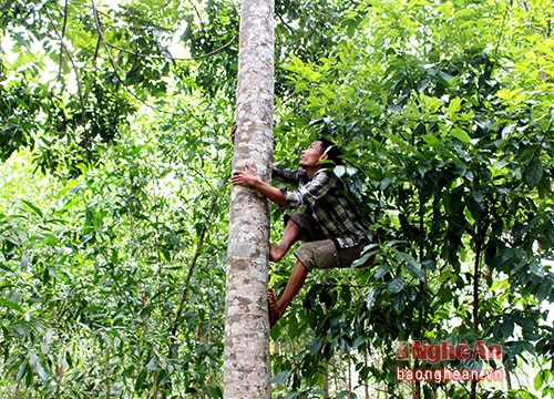 Nghề 'trèo trám' ở Thanh Chương