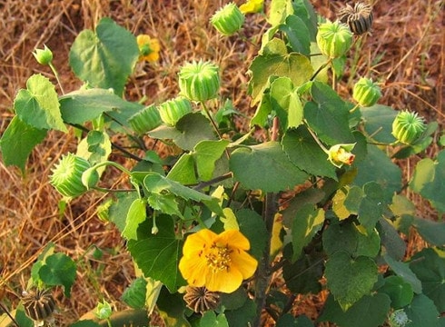 Tác dụng tuyệt vời của cây cối xay