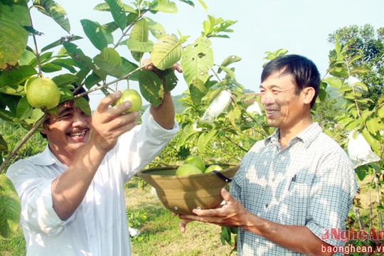 Nông dân Nghĩa Hòa biến đất cằn thành vùng cây ăn quả