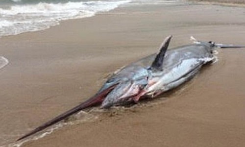 Xác cá kiếm dài 2,4 mét dạt vào bờ biển