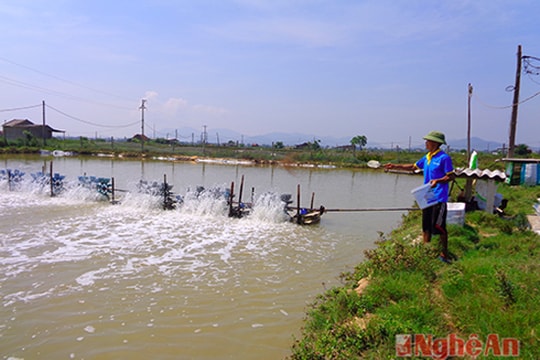 Người nuôi tôm bảo vệ tài sản trước mùa mưa bão