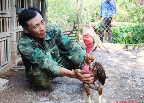 Nuôi gà chọi thu lãi 'khủng' ở Quỳnh Lưu