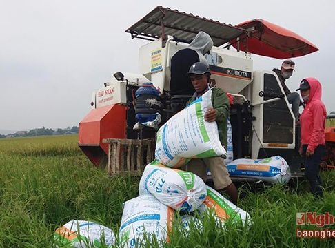 Hưng Nguyên khẩn trương thu hoạch lúa hè thu