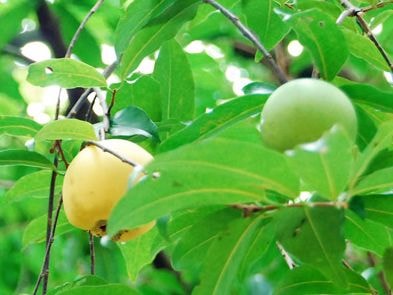 Cận cảnh cây thị già hàng trăm năm tuổi