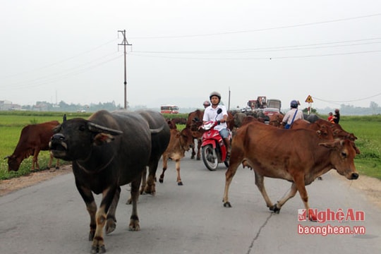 Trâu, bò ngênh ngang 'diễu hành' trên Quốc lộ
