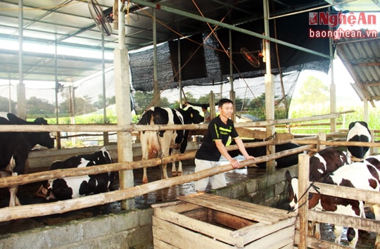 Nông dân Nghĩa Hòa thu hàng trăm triệu mỗi năm từ nuôi bò sữa