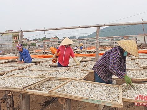 Hoàng Mai vào mùa chế biến cá cơm