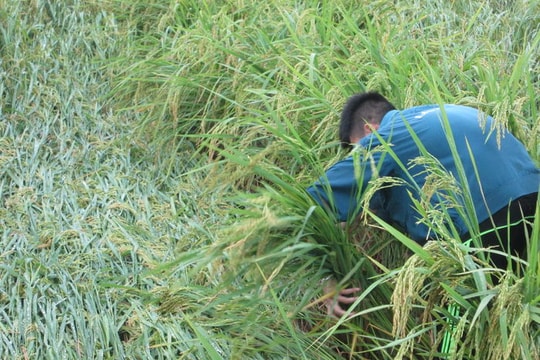 Nam Đàn: Hàng trăm diện tích lúa đổ ngập trong nước