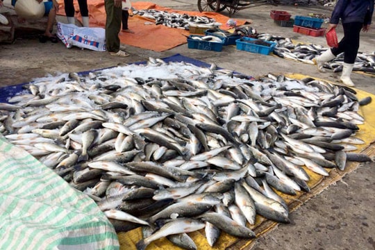 Báo cáo Thủ tướng vụ cá chết bất thường ở biển Thanh Hóa