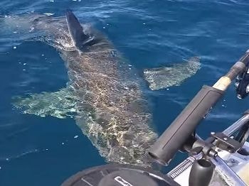 Cá mập nổi giận cắn xé tàu cá