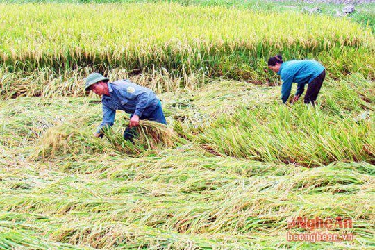 Mưa lớn, hơn 200 ha lúa ở Nghệ An bị đổ rạp