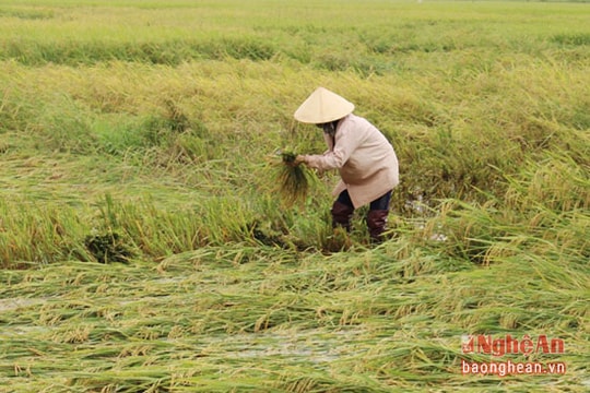 Các địa phương khắc phục thiệt hại cho cây trồng do mưa lớn