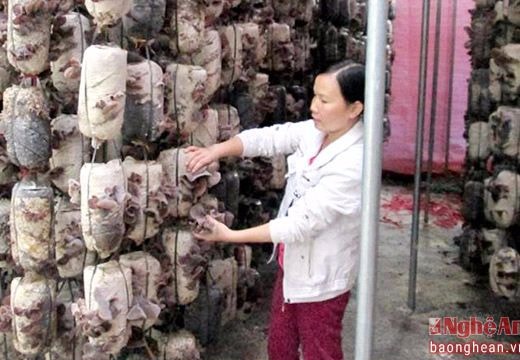 Những mô hình 'đánh thức' vùng đất hoang hóa ở Anh Sơn