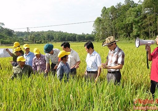 Tân Kỳ phấn đấu đạt 1.000 ha lúa chất lượng cao