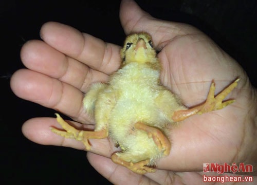 Kỳ lạ gà 4 chân ở Quỳ Hợp