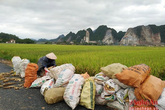 Khẩn trương thu hoạch ngô hè thu chạy lụt