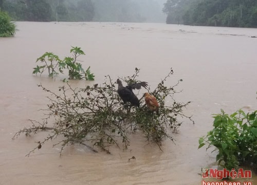 Ngày 14/9: Mưa lớn làm lũ trên các sông ở Nghệ An dâng cao