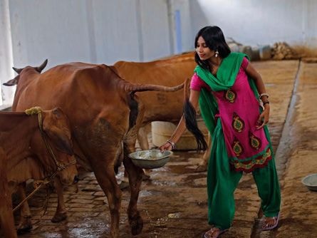 Nước tiểu bò 'đắt như tôm tươi' tại Ấn Độ