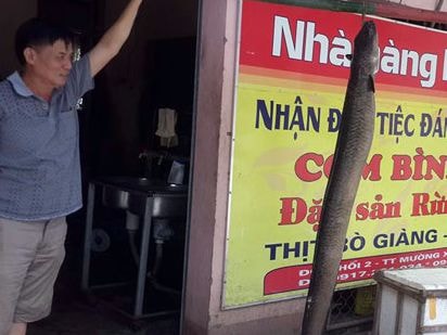 Câu được cá lệch 'khủng' dài 2 mét trên sông Nậm Nơn