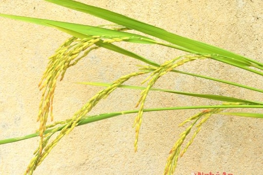 Những vi phạm trong sản xuất, kinh doanh giống lúa Khang dân cải tiến (DCG72)