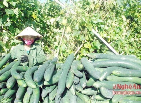 Trồng bí xanh đem lại 30 tỷ đồng cho người dân vùng cao Thanh Chương