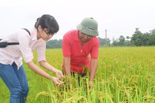 Chấn chỉnh vi phạm, buông lỏng quản lý trong sản xuất, kinh doanh lúa giống