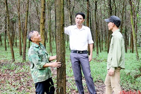 Bí thư chi bộ khai mở 'kho vàng xanh' trên núi