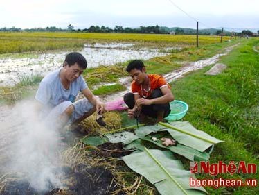 Nhộn nhịp mùa săn chuột đồng