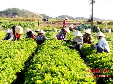 Nghệ An có 41 HTX Nông nghiệp sản xuất, kinh doanh giỏi