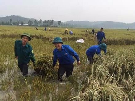 Vớt vát những 'hạt vàng' sau lũ