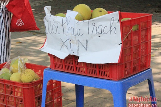 'Bưởi Phúc Trạch xịn' tràn ngập đất Vinh