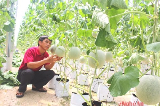 Nông sản ở Nghệ An với khả năng cạnh tranh thời hội nhập