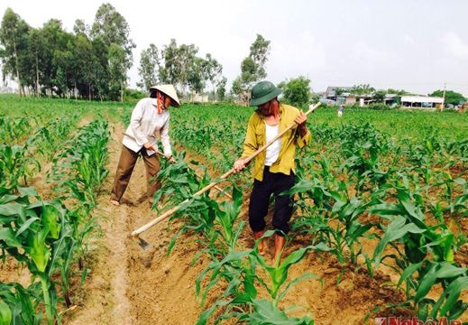 Nghệ An: 4,9 tỷ đồng hỗ trợ nông dân trồng ngô đông trên đất 2 lúa