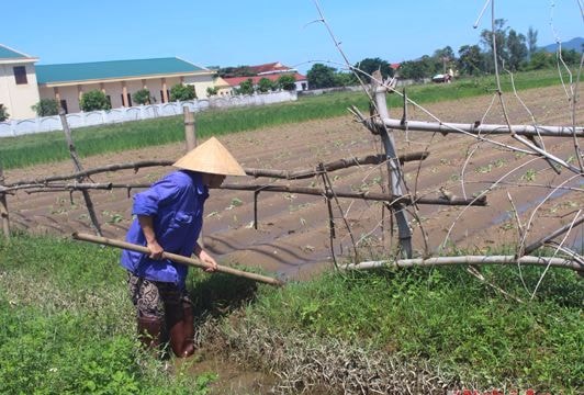 Bất cập trong xử lý tiêu úng tại các vùng màu